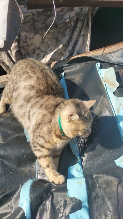 Бенгальские котята