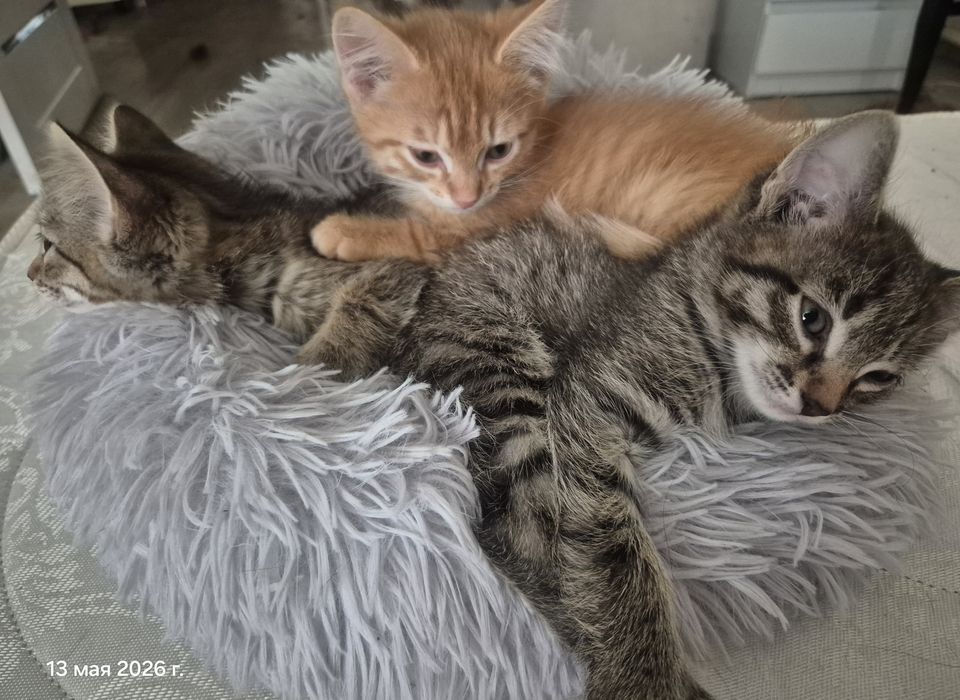 Отдам котят в добрые руки