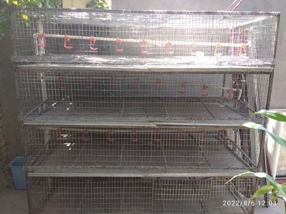 Bedana ini tuxum yonalishga