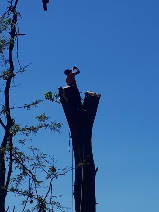 Рязане на опасни дървета, косене на трева, почистване на дворове