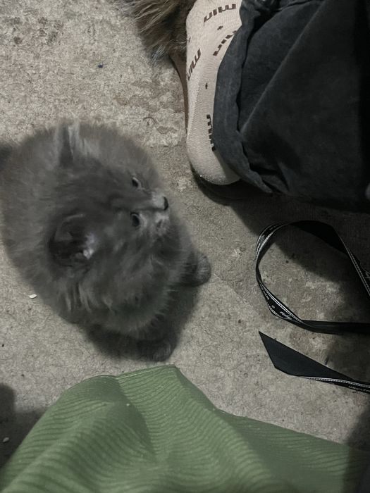 Котята мальчики продам