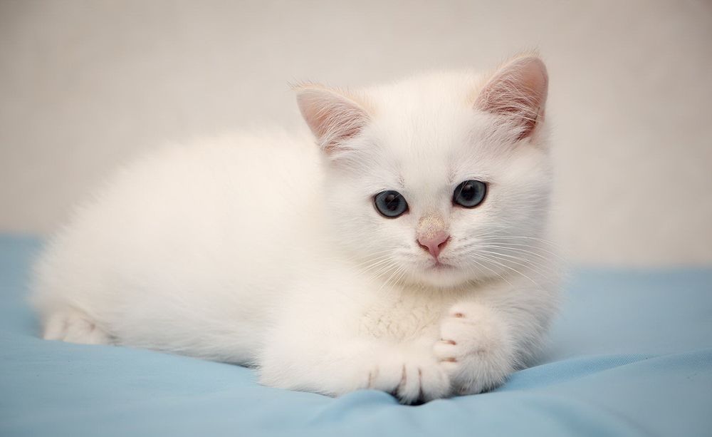 Роскошный британец мальчик