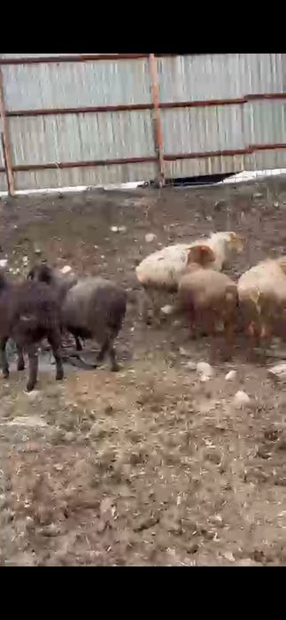 Қойлар сатылымда