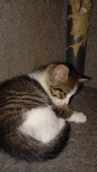 Отдам даром умных котят