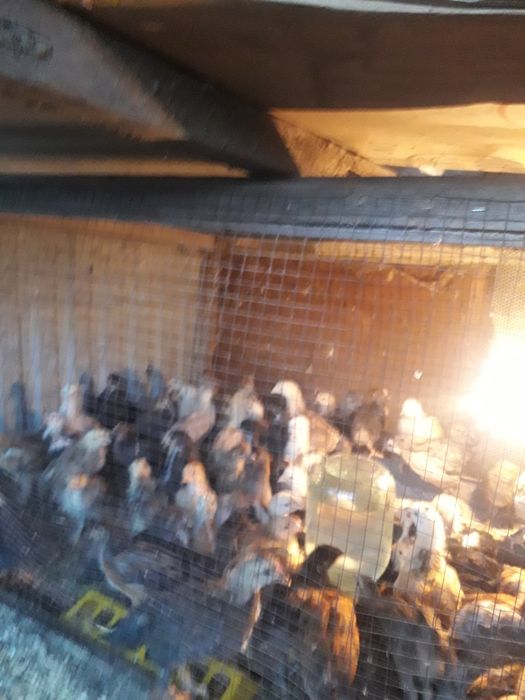 Куры несушки майские