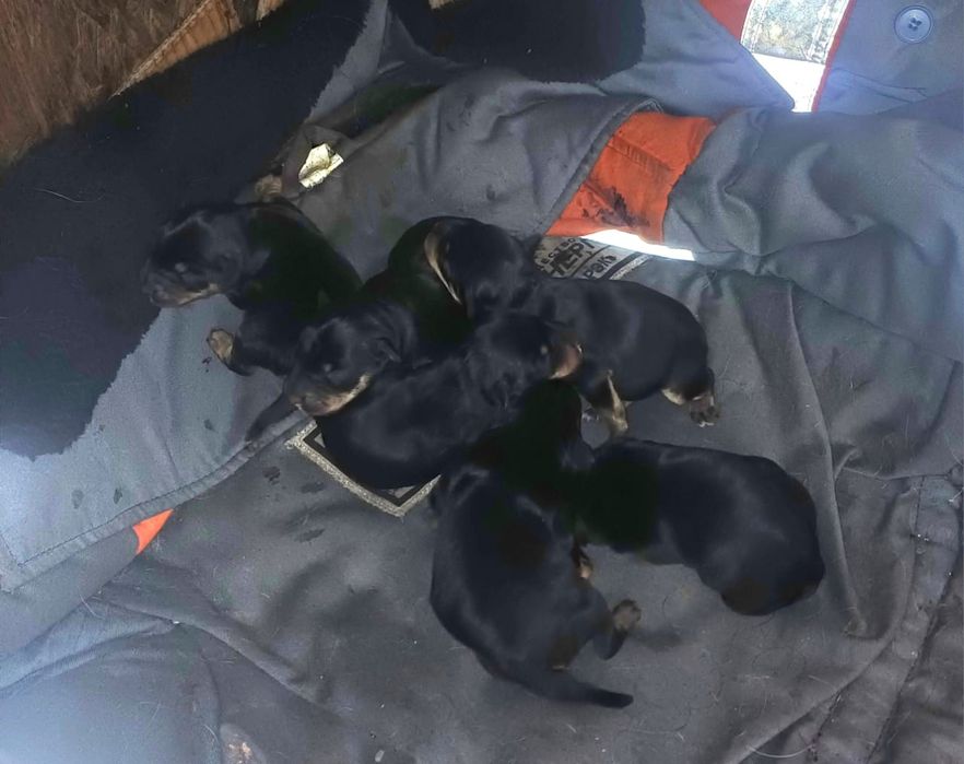 Продам щенков Ягдтерьер