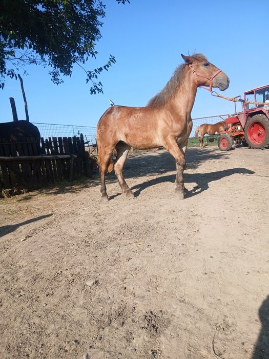 Vând mânza și iapa