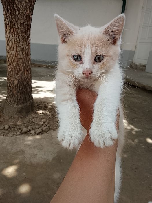 Mushuk bolasi onasi bilan beriladi hadyga