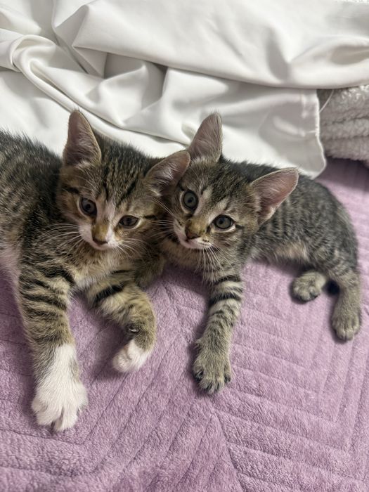 Отдам котят бесплатно! 1,5 мғсяца