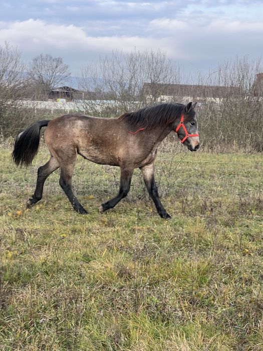 Manza de un an si 2 luni