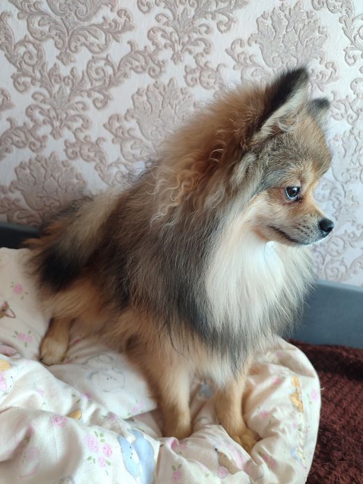 Шпиц вязка кабель