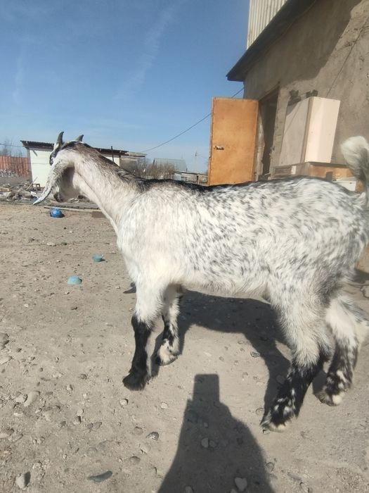 Продам англонубийского козлика