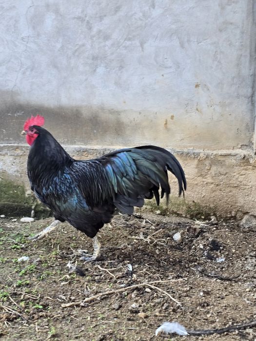 Австролорп-Avstrolorp