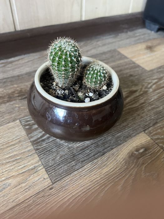 Продам цветок Санцеверия