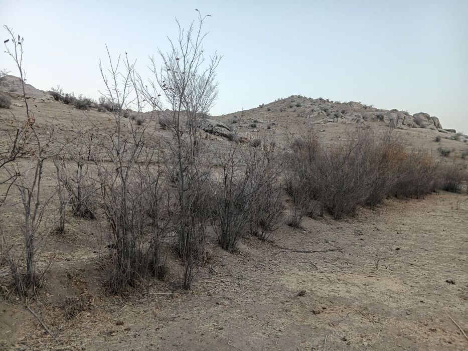 Manzarali daraxt  ko'chatlari