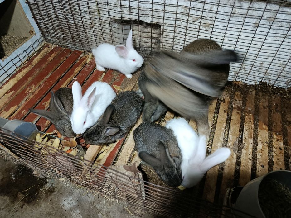 Продается крольчата