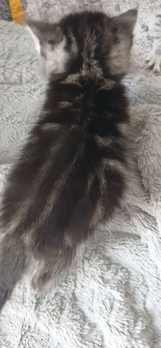 Шотландская кошка