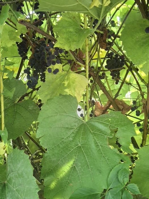 Продам дачу ск локомотивное 10