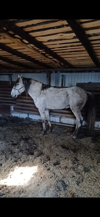 Продам айгыр, жеребец.