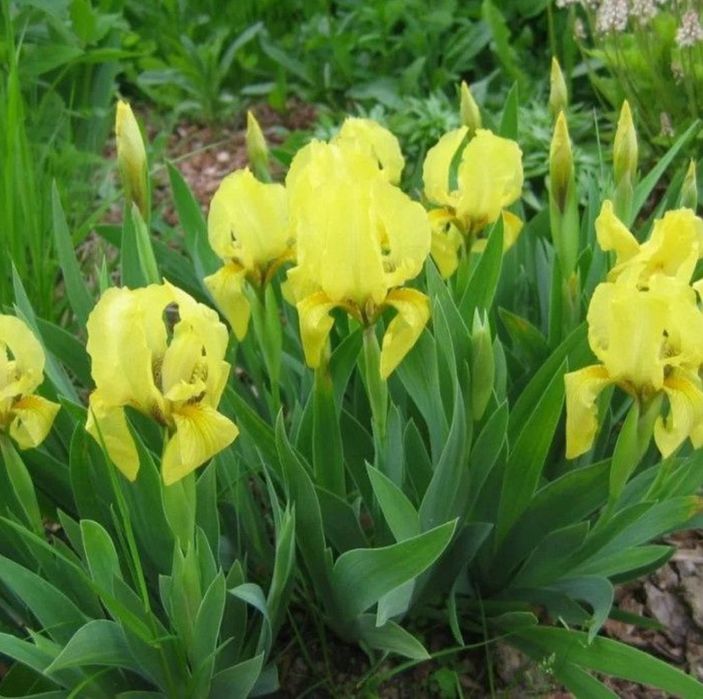 Домашний ирис ирис