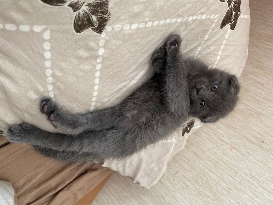 Котенок вислоухий