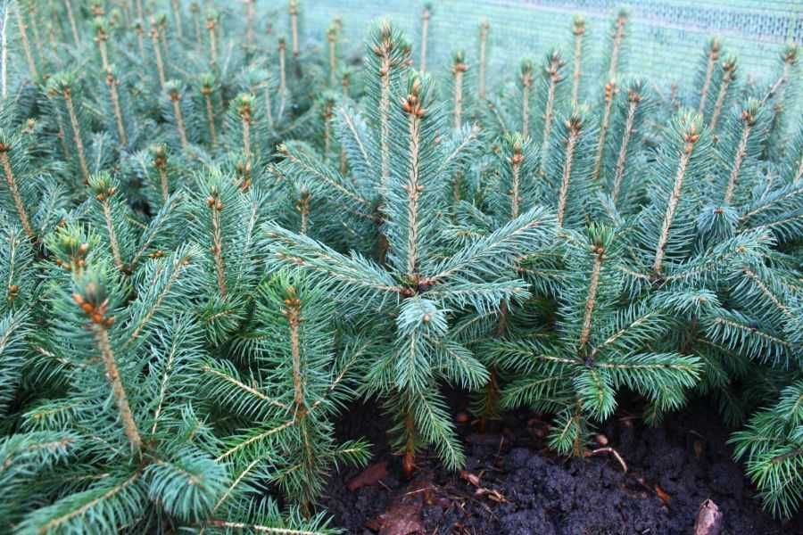 Саженцы сеянцы ель голубая ёлка сосна кедр берёза липа дуб