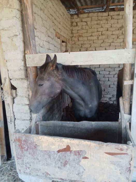 1.5жасар жылкылар сатамын