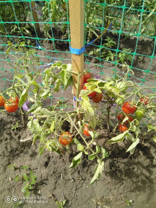 Две  дачи на кривом озере