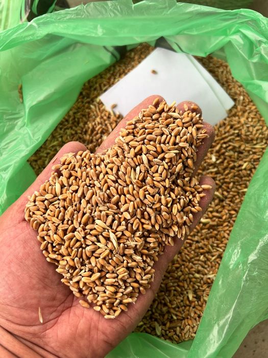 Пшеница.Платный чат! Все корма.