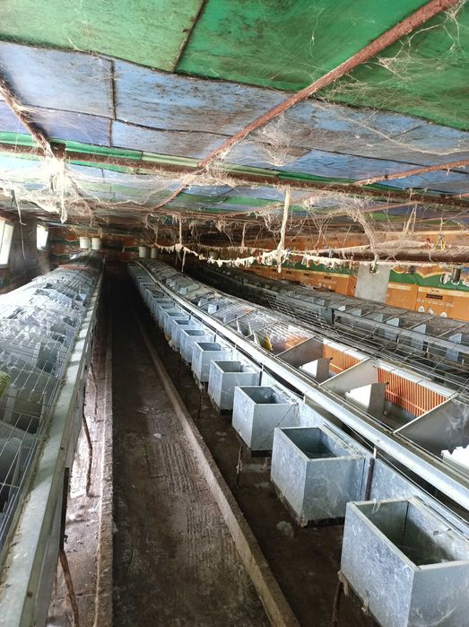 Отдава се под наем оборудвана зайцеферма със 126 клетки