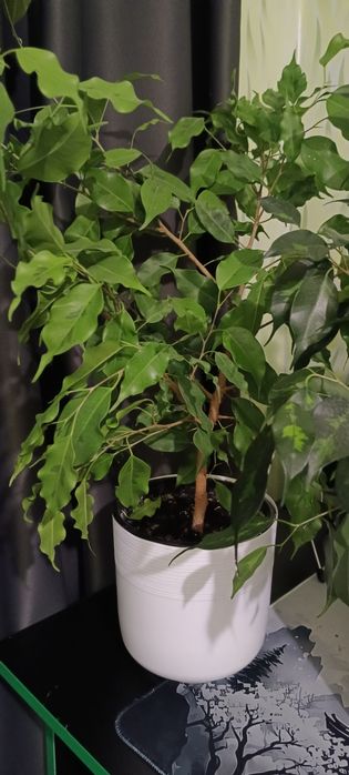 Фикусы 2 годика пушистые