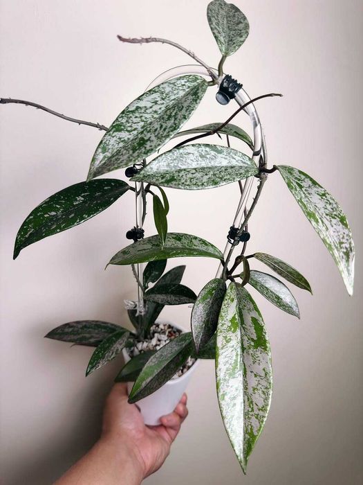 Хойя пубикаликс 1000тг