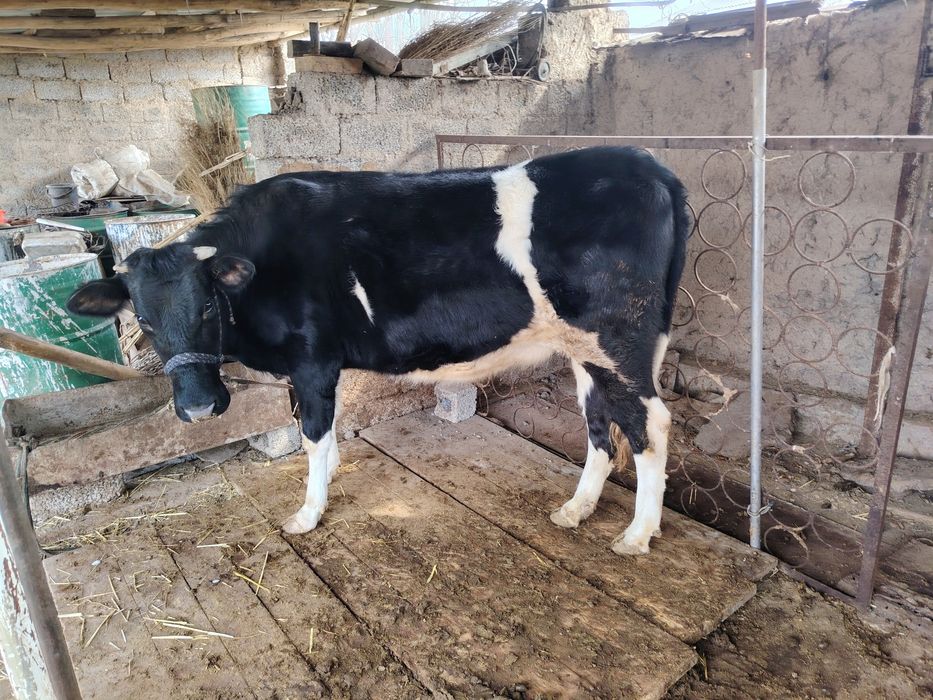 Гуножин  сотилади галански корнида боласи  бор