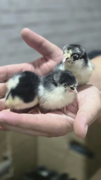 Балапандар сатылады