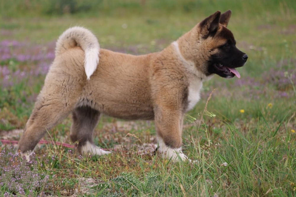 Femela akita american