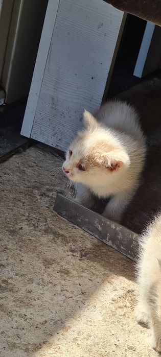 Персидский Котик