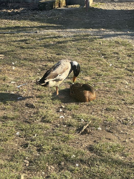 Vand ouă de rata indiana pentru consum/incubare