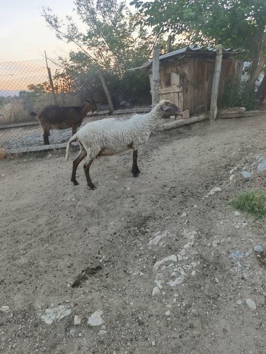 3 Овце, 2 големи ягнета и един коч