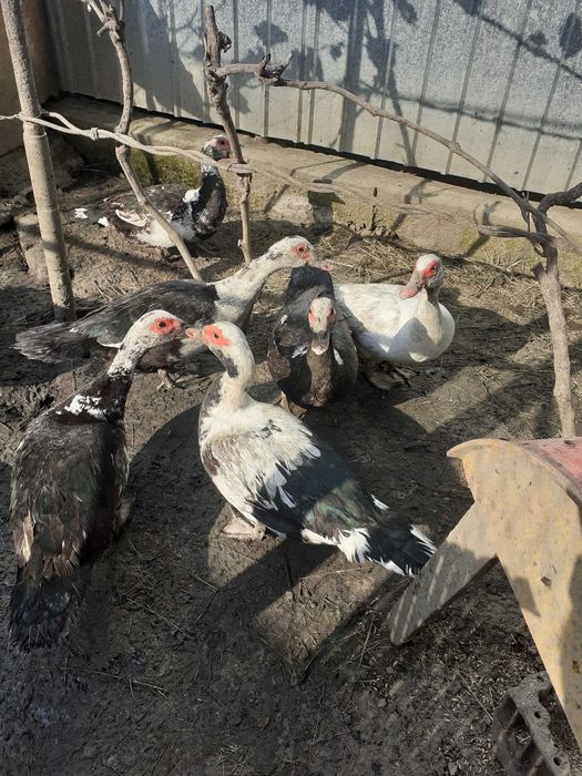 rate(70Ron) +giscan lesesc(250 Ron)