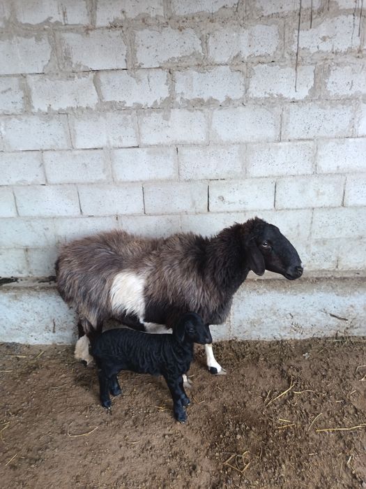 Ona bola quy sotiladi