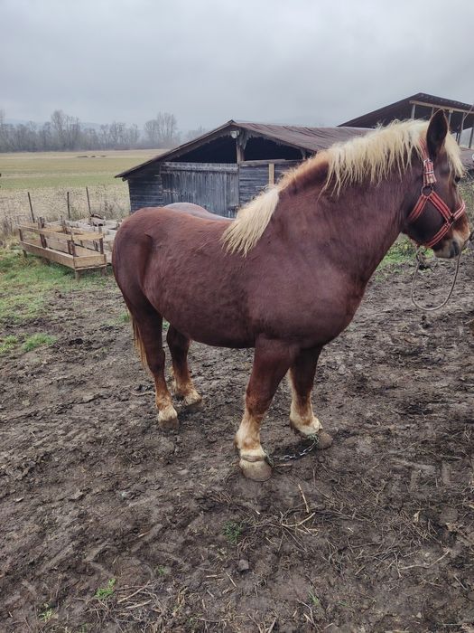 Mânz de 2,5 ani de vânzare