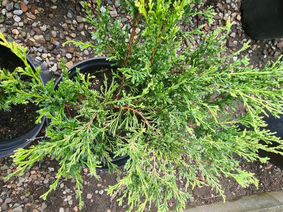 Tuia Smaragd , Leylandii și alte plante ornamentale