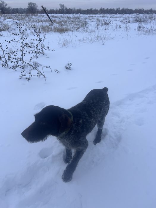 Дратхаар  2 года