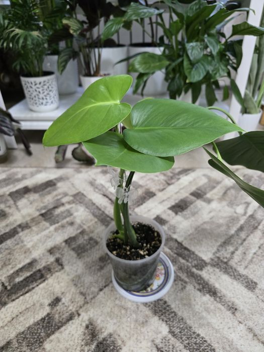 Монстера,2 роста в горшке.