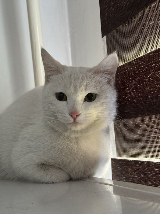 Отдам в хорошие руки