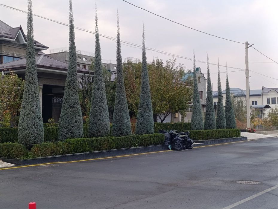 Archa kesish va dorilash xizmati Gazon