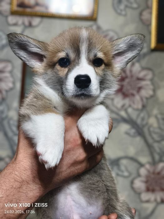 Очаровательные щенки вельш корги пемброк.