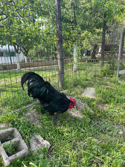 Cocosi australorp negru