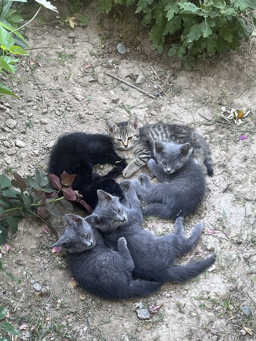 Кошка с котятами