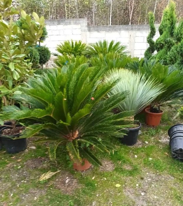 Vând transport plante ornamentale